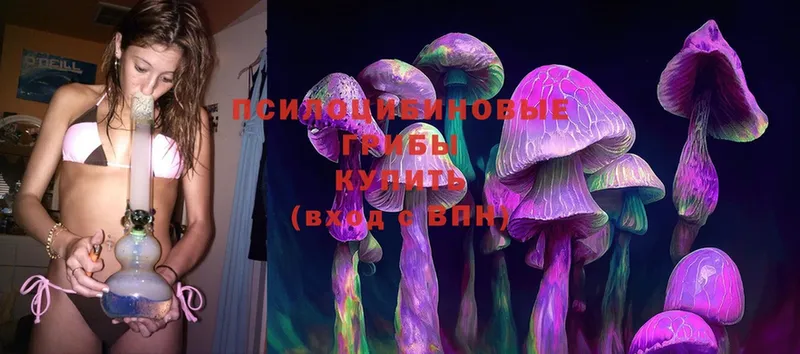 Псилоцибиновые грибы Cubensis  Бийск 